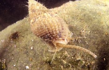 Sea snail with hydroids, shot in Baleal, Portugal, using ... by Joao Pedro Tojal Loia Soares Silva 